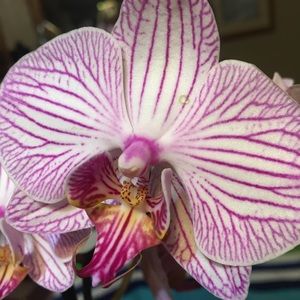 Meet your Posher, Pam